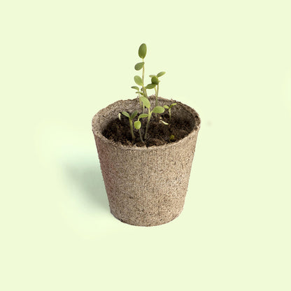 Planta y Descubre – Kit Germinación para Niños, Aprende Cómo Crece una Semilla (STEM) - Resetea_2
