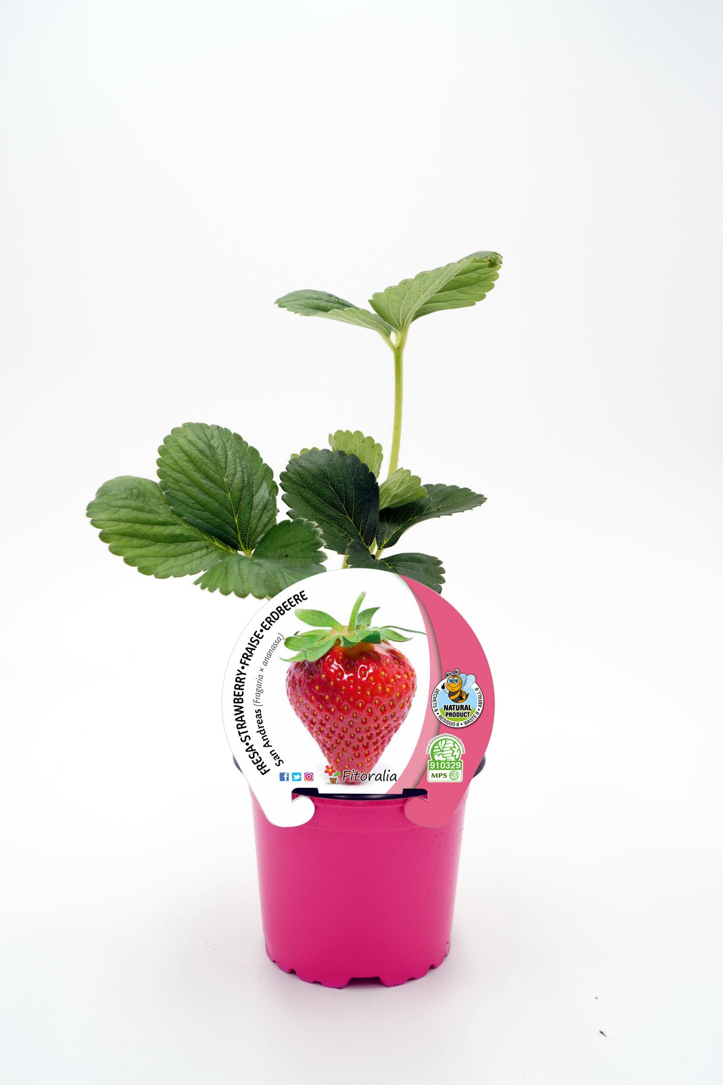 Plantón Fresa San Andreas En Maceta 10,5 Cm. Natural- Fitoralia_0