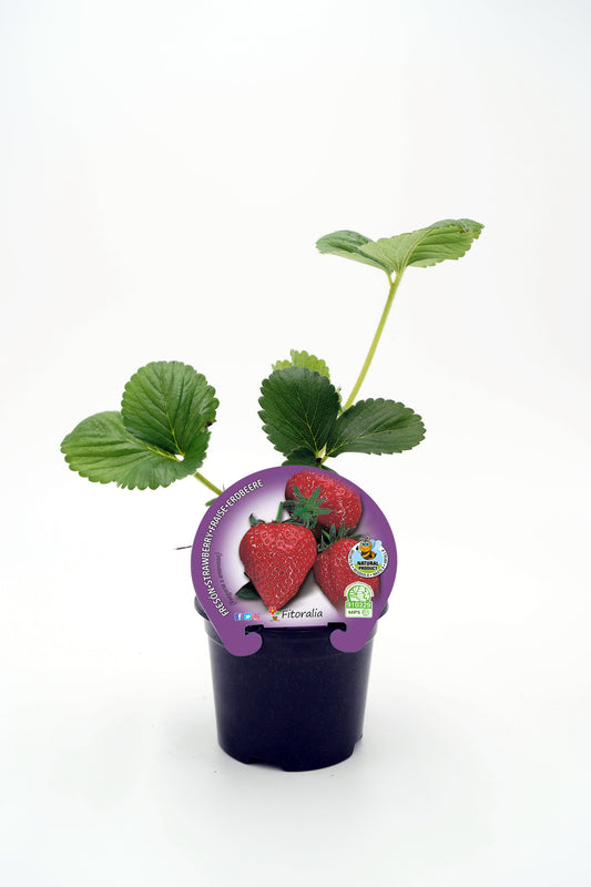 Plantón Fresón En Maceta 10,5 Cm. Natural - Fitoralia_0