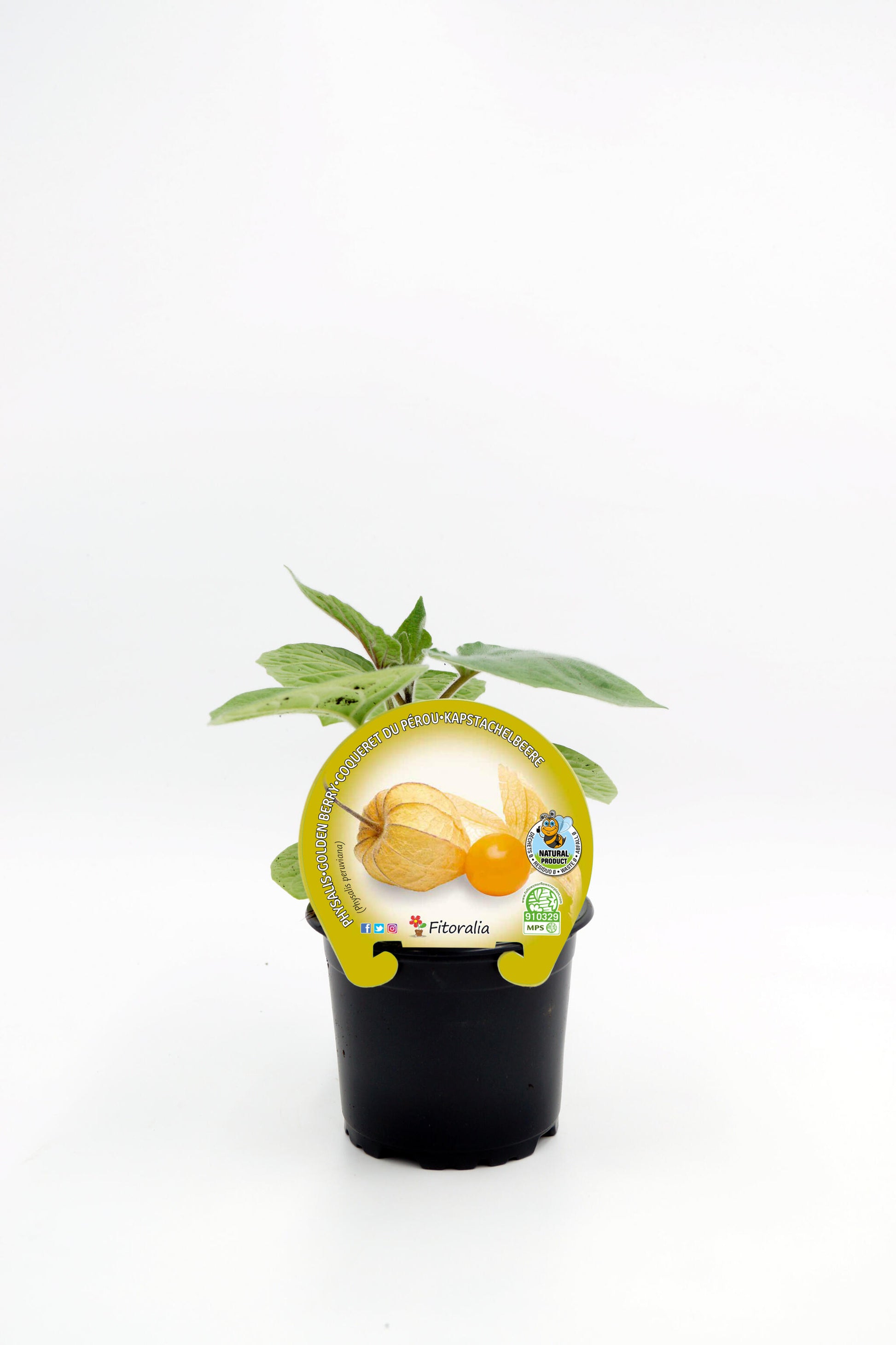 Plantón Physalis Natural En Maceta 10,5 Cm. - Fitoralia_0