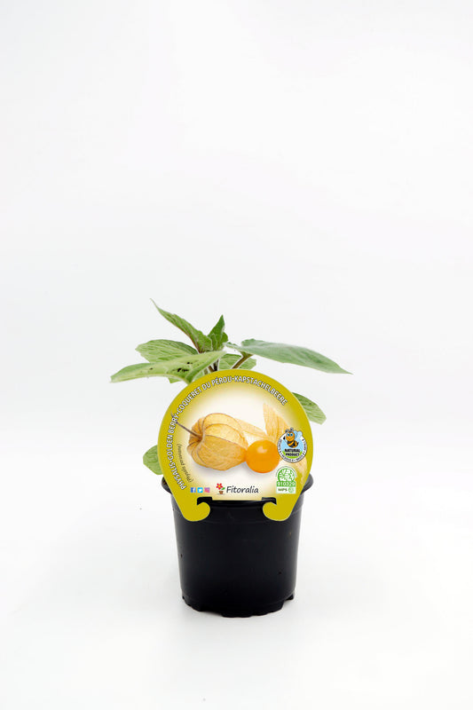 Plantón Physalis Natural En Maceta 10,5 Cm. - Fitoralia_0