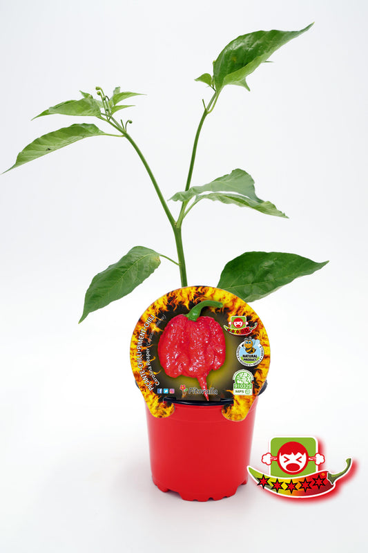 Plantón Pimiento Picante Carolina Reaper En Maceta 10,5 Cm. Natural - Fitoralia_0