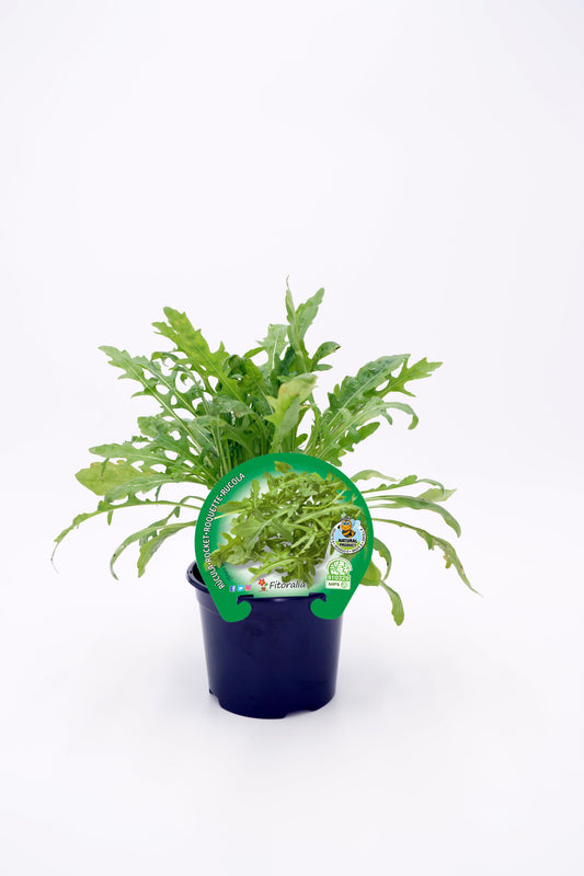 Plantón Rúcula En Maceta 10,5 Cm. Natural - Fitoralia_0