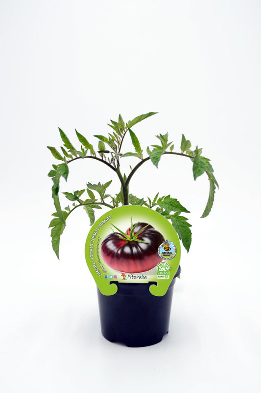 Plantón Tomate Azul En Maceta 10,5 Cm. Natural - Fitoralia_0