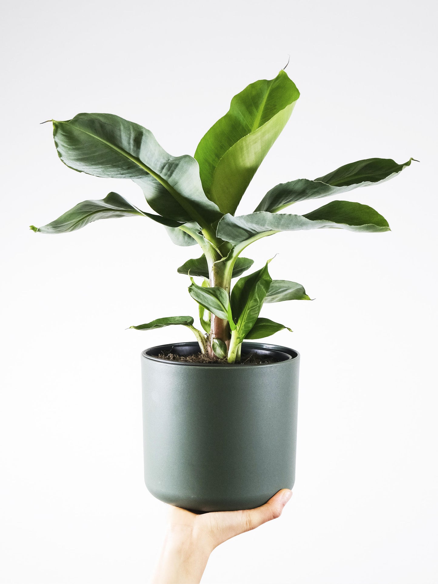 Platanera o Musa | Altura 100cm - Maceta 21cm_2