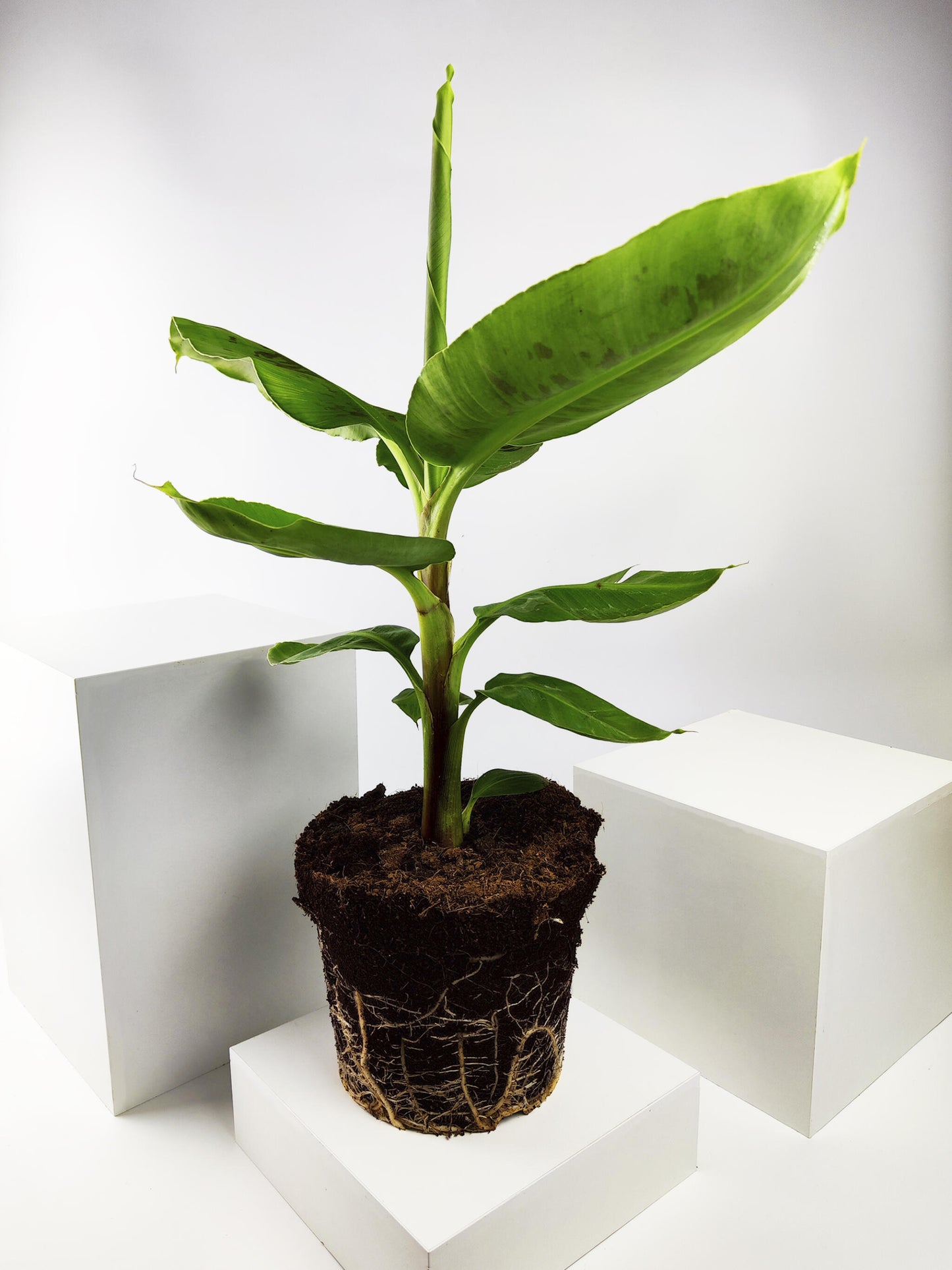 Platanera o Musa | Altura 100cm - Maceta 21cm_3