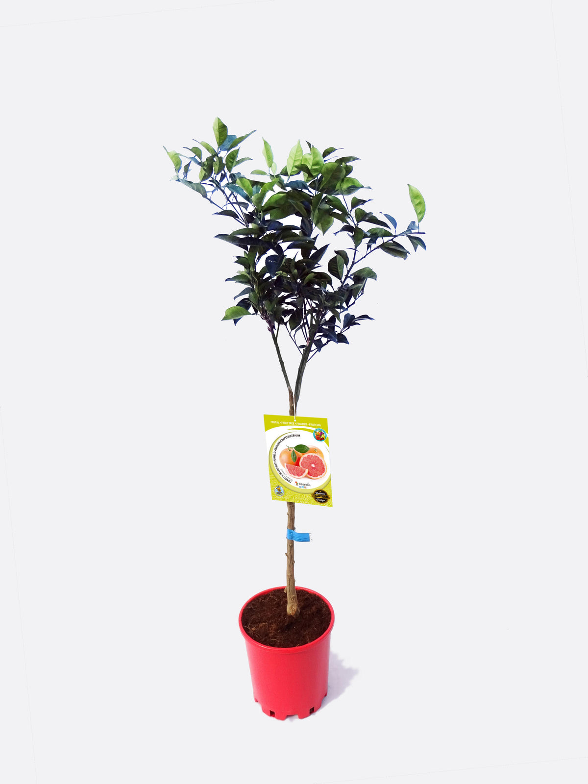 Pomelo En Maceta 25 Cm. 150-180 Cm. Alt. Natural - Fitoralia_0