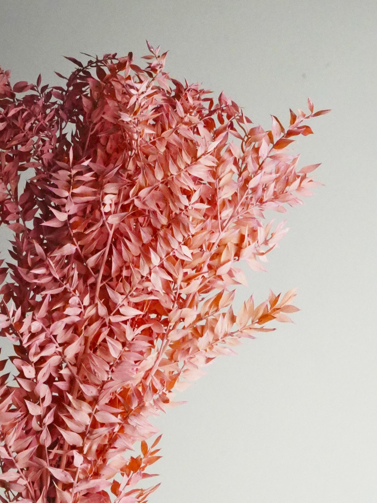 Ruscus Preservado_1