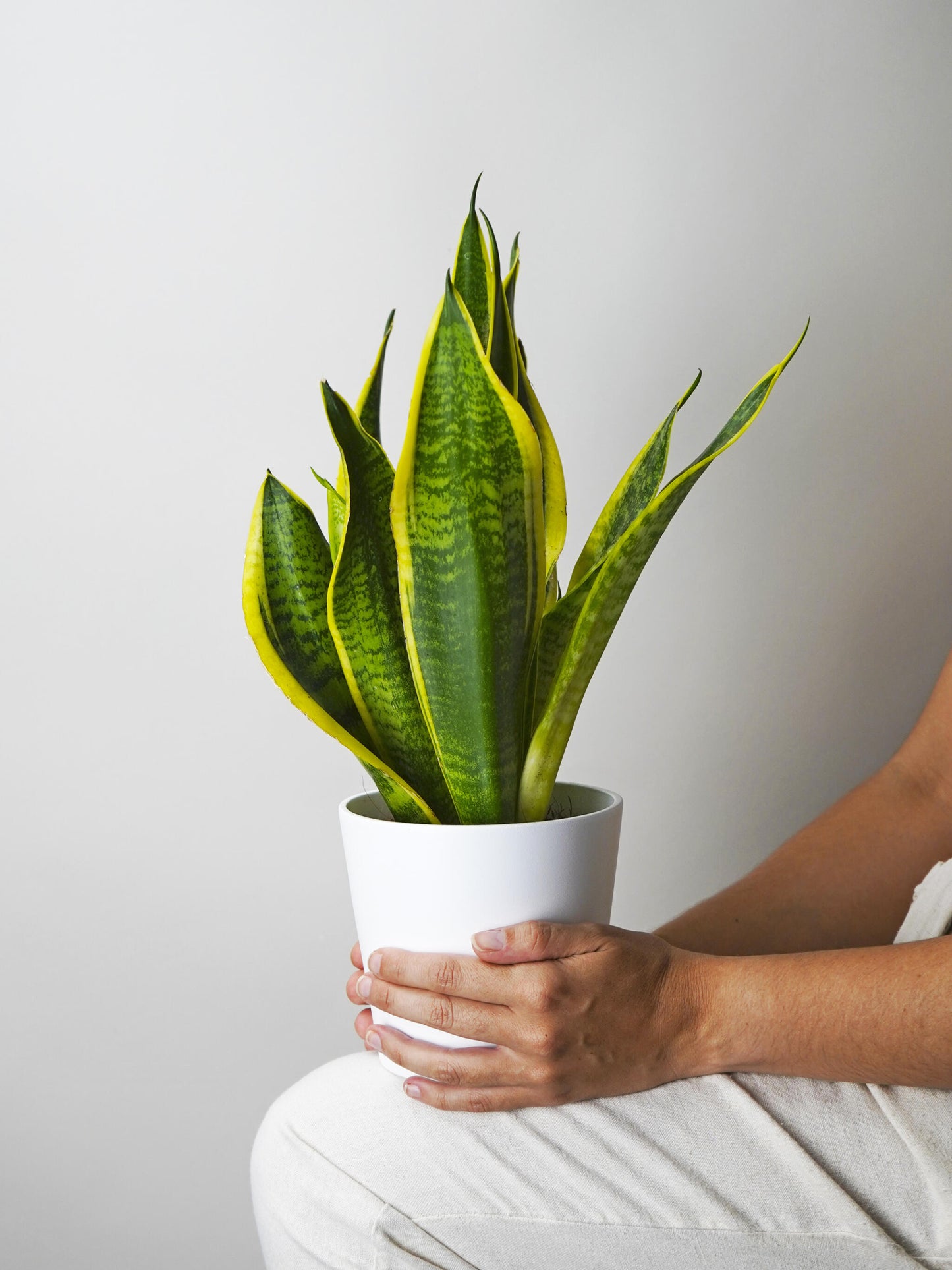Sansevieria Futura Superba_2
