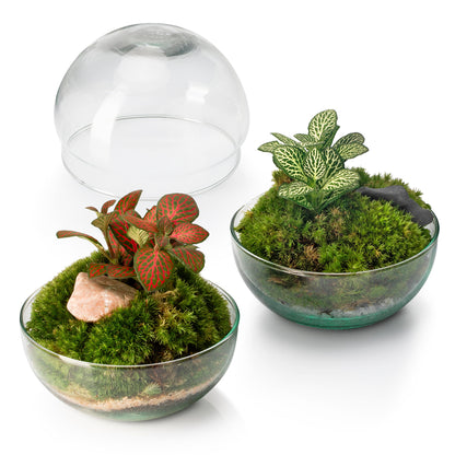Terrario Borneo Moss 12 X12 Cm_2