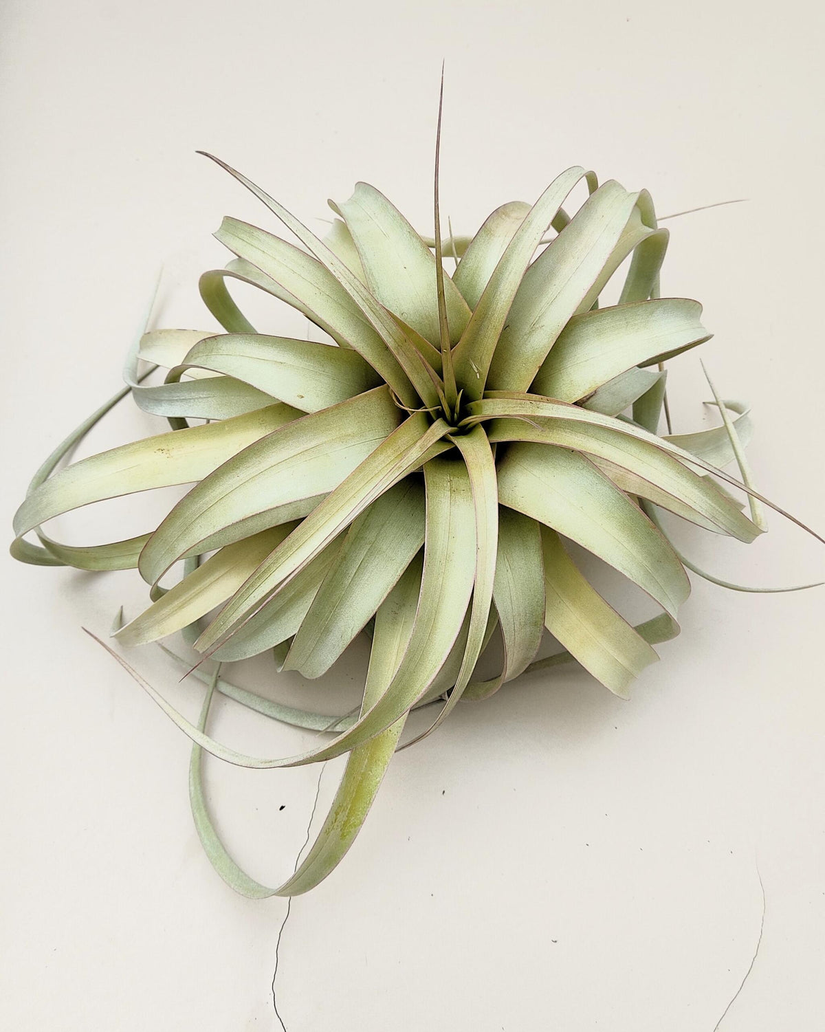 Tillandsia xerographica [M]; pie de gallo, planta del aire; Curiosarium; altura 20 cm, diámetro 25-30 cm_2