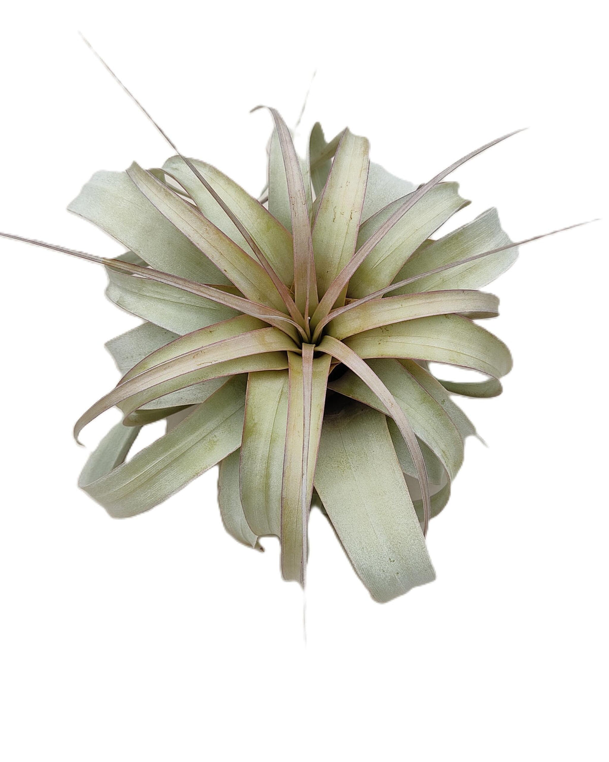 Tillandsia xerographica [M]; pie de gallo, planta del aire; Curiosarium; altura 20 cm, diámetro 25-30 cm_3