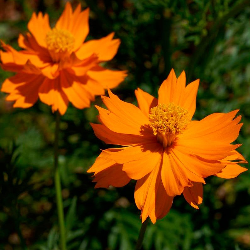 Semillas Cosmos Naranja Ecológicas_0