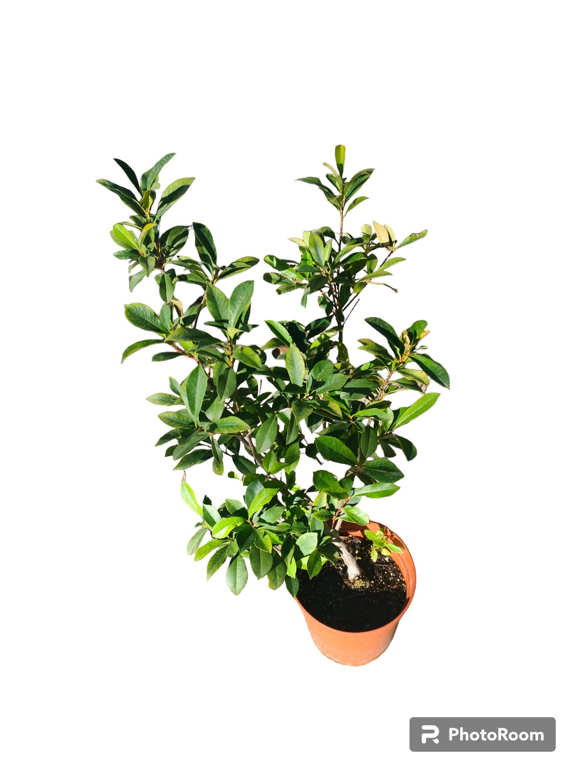 Photinia Red Robbin Maceta_0