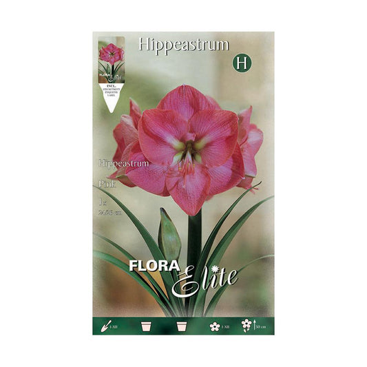 Bulbo Amarillis rosa 1 ud