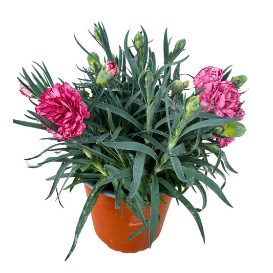 Clavel En Maceta De 13cm: La Flor Perfecta Para Alegrar Tu Hogar_0