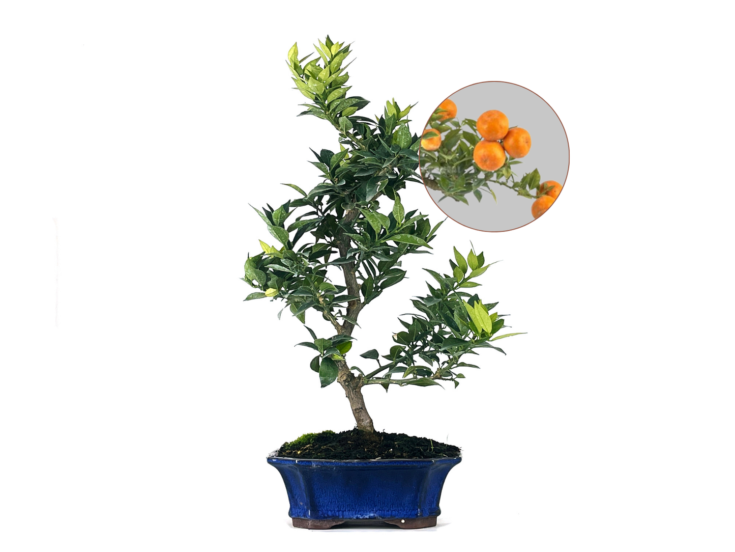 Bonsái Citrus Myrtifolia – Naranjo 9 Años_0