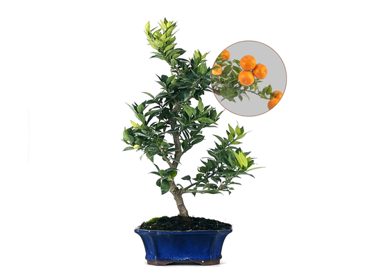 Bonsái Citrus Myrtifolia – Naranjo 9 Años_0