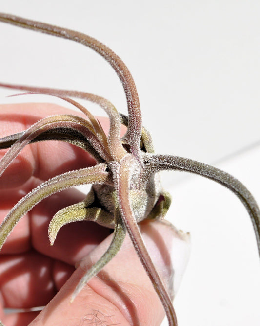 Tillandsia pruinosa; pulpo vegetal, planta del aire; Curiosarium; altura 10 cm, diámetro 6-10 cm_0