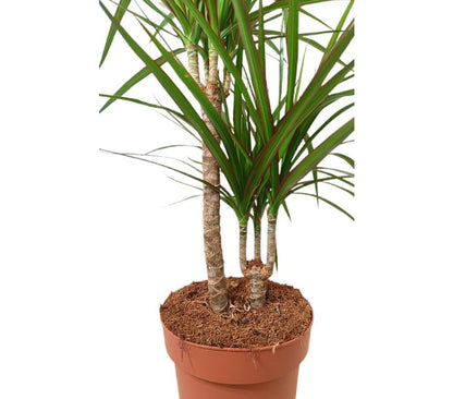 Dracena Marginata 2 Troncos M17_2