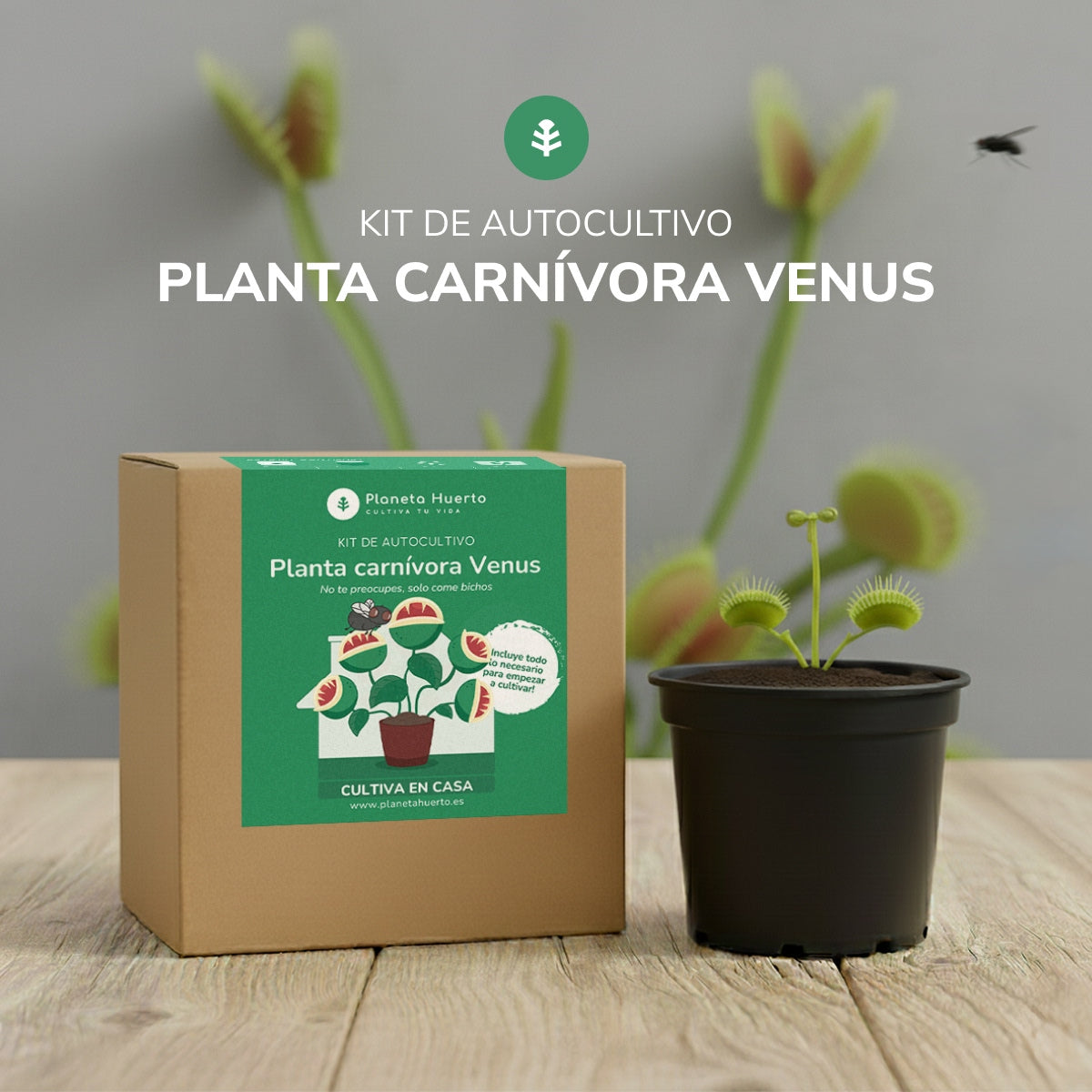 Kit de autocultivo Planta carnívora Venus atrapamoscas Planeta Huerto