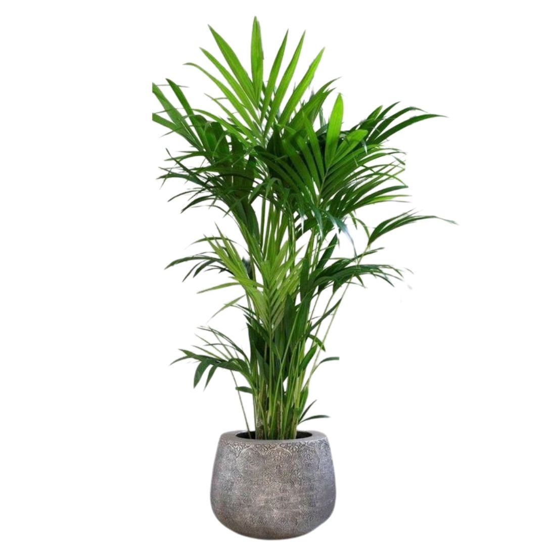 Areca Planta De Aire Limpio (areca Palm, Dypsis Lutescens) M14_0