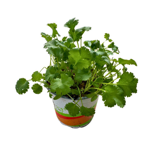 Cilantro Planta Aromática Y Medicinal (coriandrum Sativum)_0
