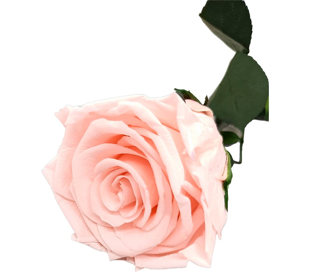 Mundo Eterno Rosa Preservada Rosa Claro (light Pink) 35cm_0
