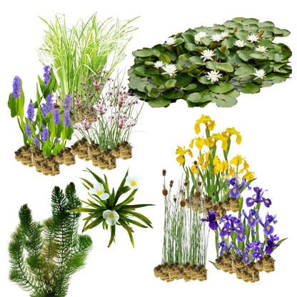 Plantas De Ribera Naturales 10.000-20.000 L_0