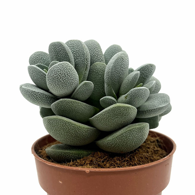Crassula Tecta Cactus Y Suculentas M8,5 cm Ø_0