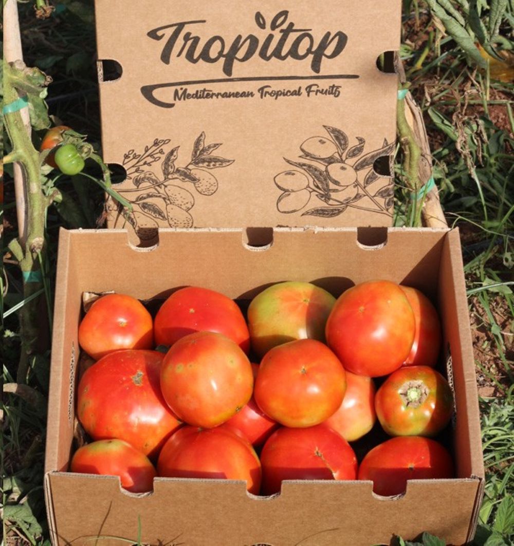Caja De Tomates Valencianos Tropitop Caja De 4kg_1