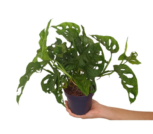 Monstera Obliqua M12_0