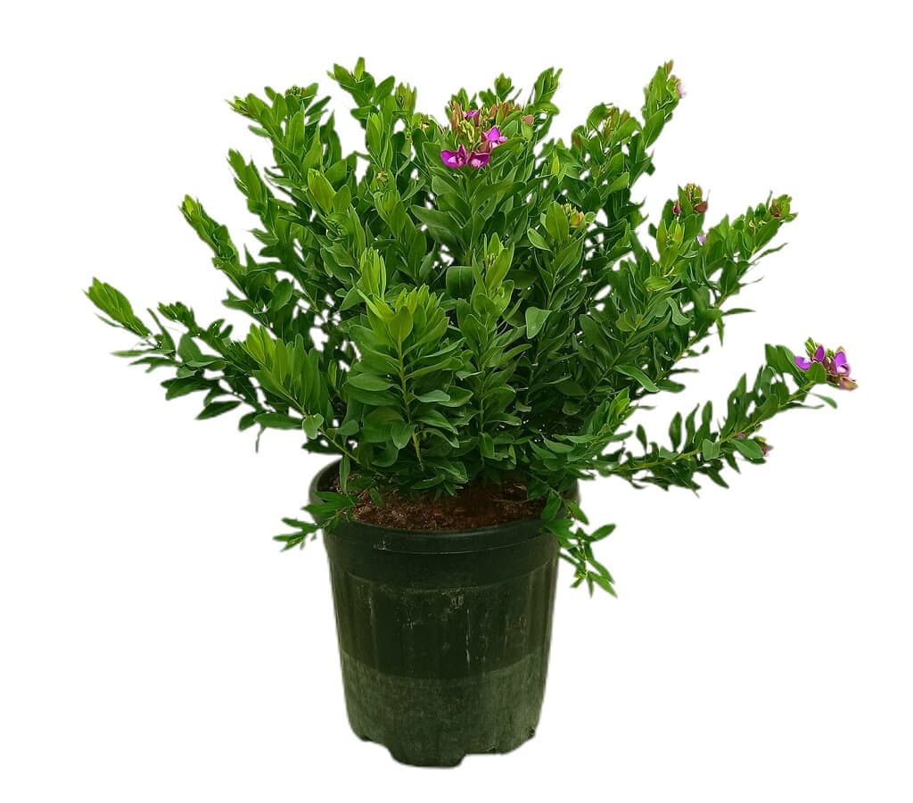 Polygala Myrtifolia M30 60-80cm_0