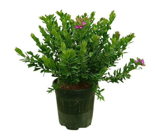 Polygala Myrtifolia M30 60-80cm_0