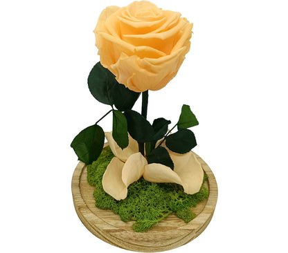 Mundo Eterno Rosa En Cúpula Melocotón 12x20cm_0