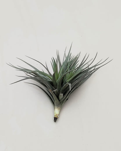 Tillandsia aeranthos 'Negra'; planta del aire negra, burdeos y marrón; Curiosarium; altura 13-15 cm, diámetro 15-18 cm_2