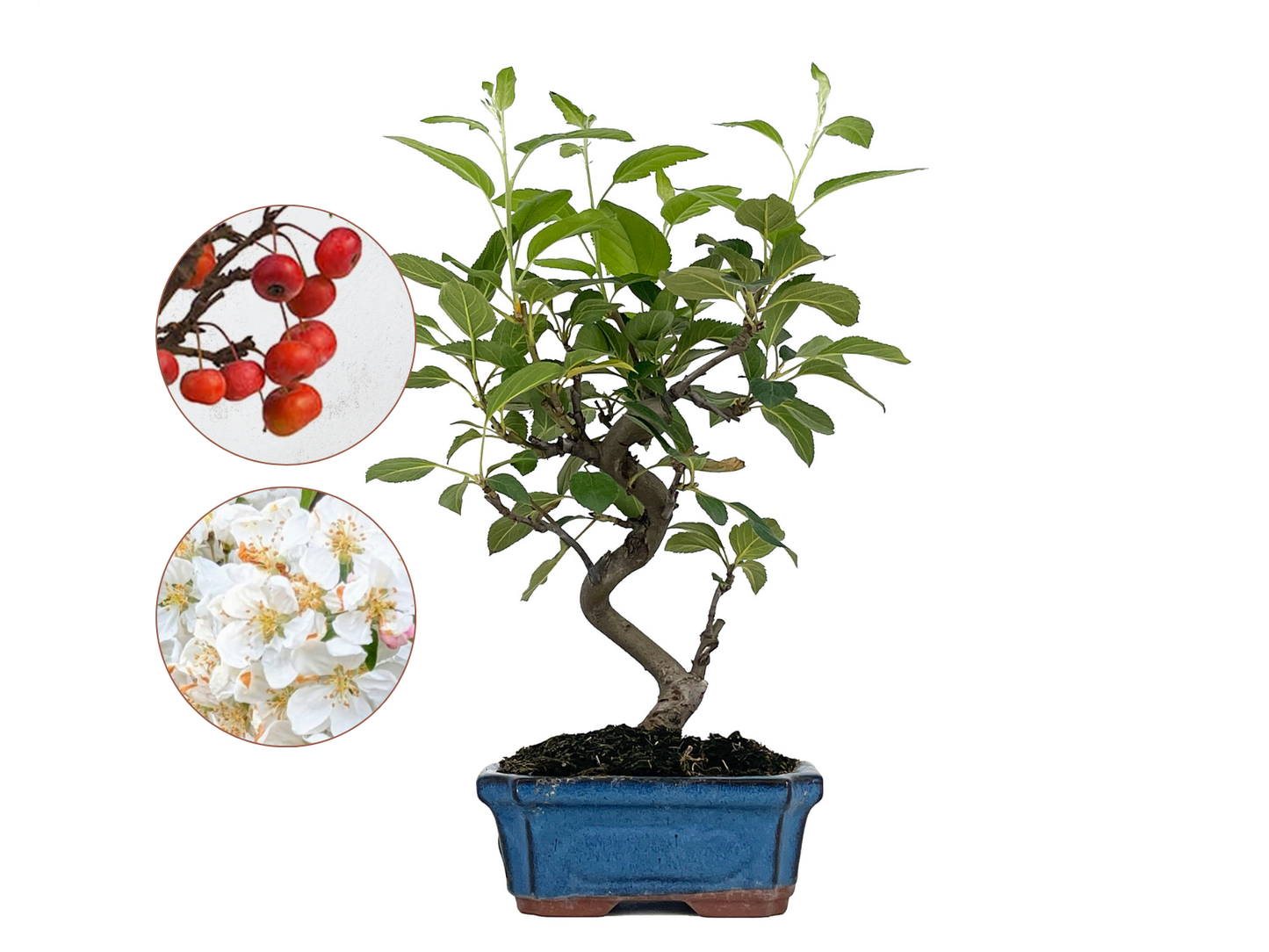 Bonsái Malus – Manzano 8 Años_0