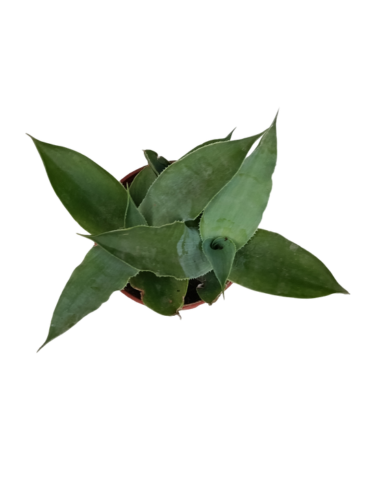 Agave Vilmoreana Planta Suculenta Ø5_0