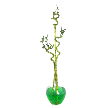 Bambusa Lucky Espiral 50cm_0