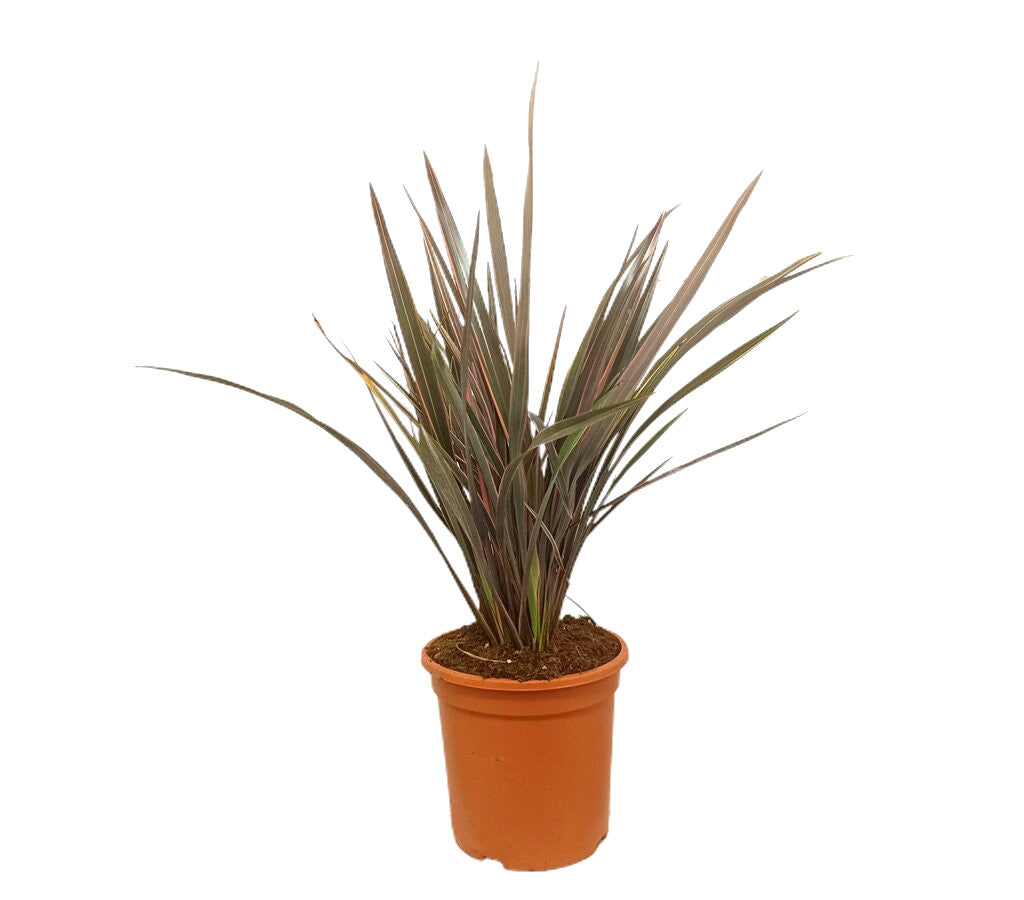 Phornium Pink Stripe M24 80cm_0