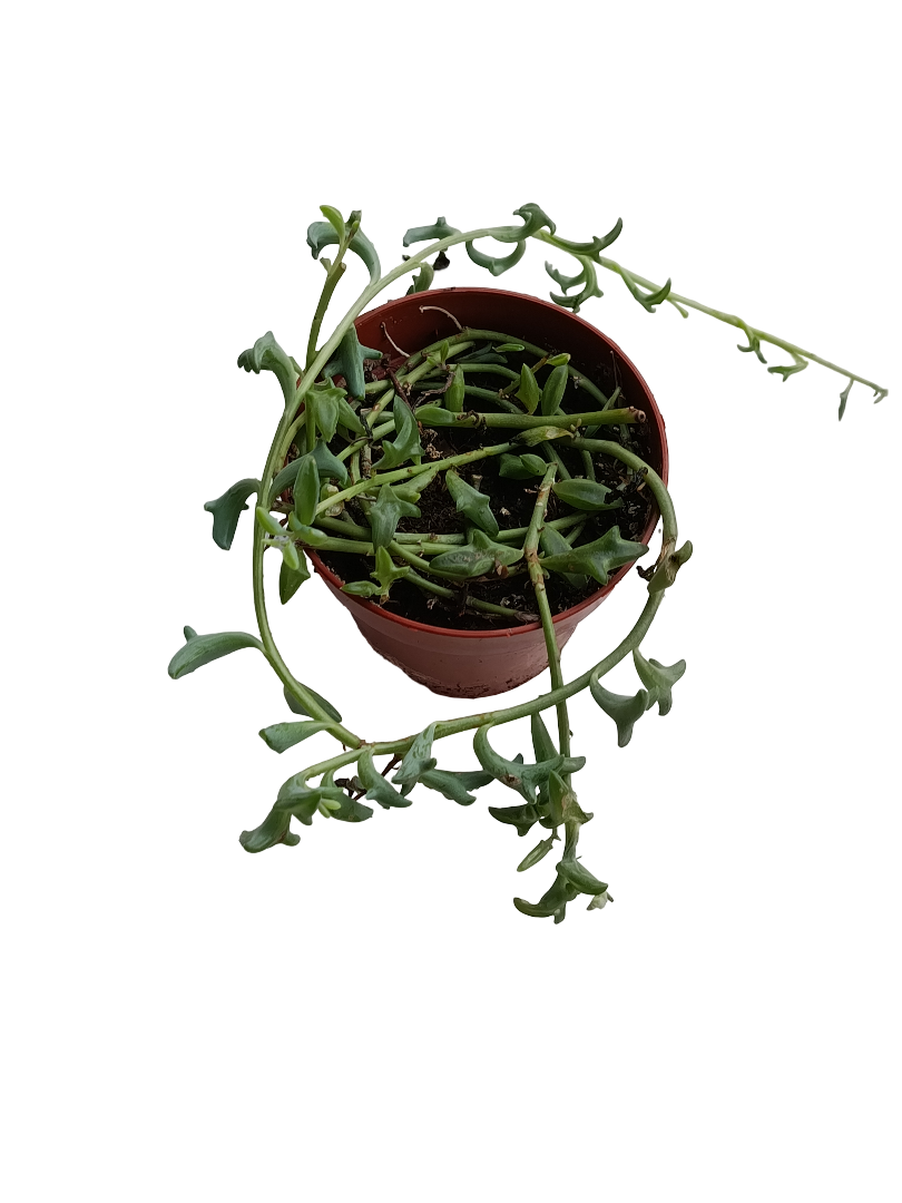 Senecio Peregrinus Cadena De Delfines Planta Suculenta Ø8_0