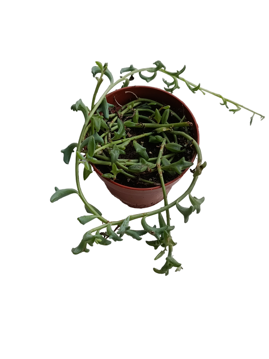 Senecio Peregrinus Cadena De Delfines Planta Suculenta Ø8_0