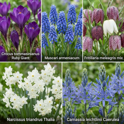 Aqua Bulbs Bee Mix - 35 Uds - Crocus, Muscari, Narcissus, Fritillaria, Camassia_2