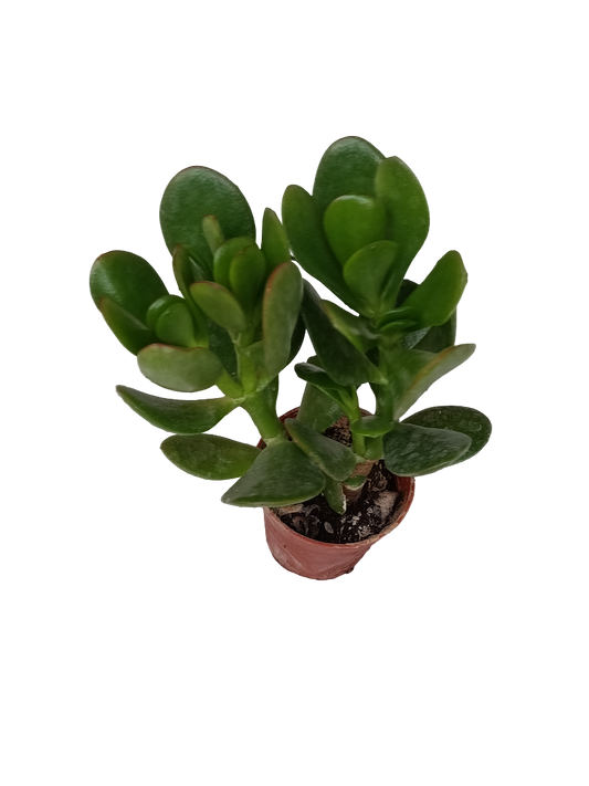 Crassula Ovata Verde Planta Suculenta Ø5_0