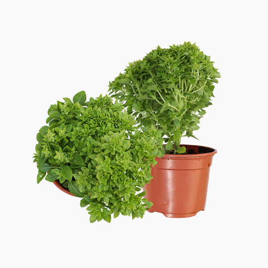 Maceta Albahaca De Hoja Pqueña 10,5 Cm - Plantabo_0
