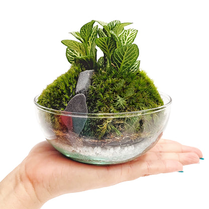 Terrario Borneo Moss 12 X12 Cm_1