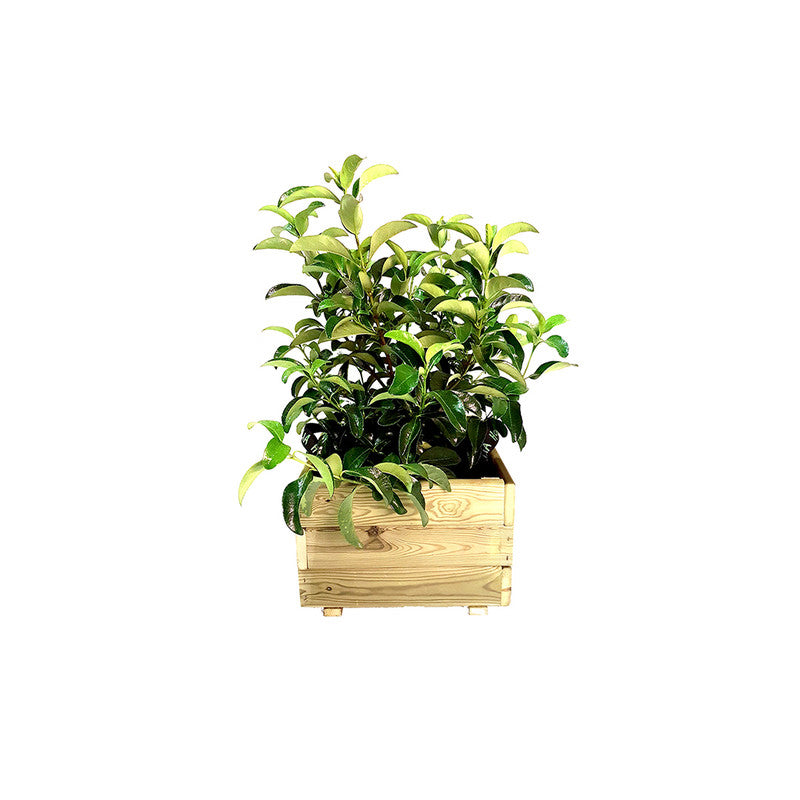 Jardinera Cuadrada De Madera Tratada Para Exterior Pun Hortalia 60x60x40 Cm_2