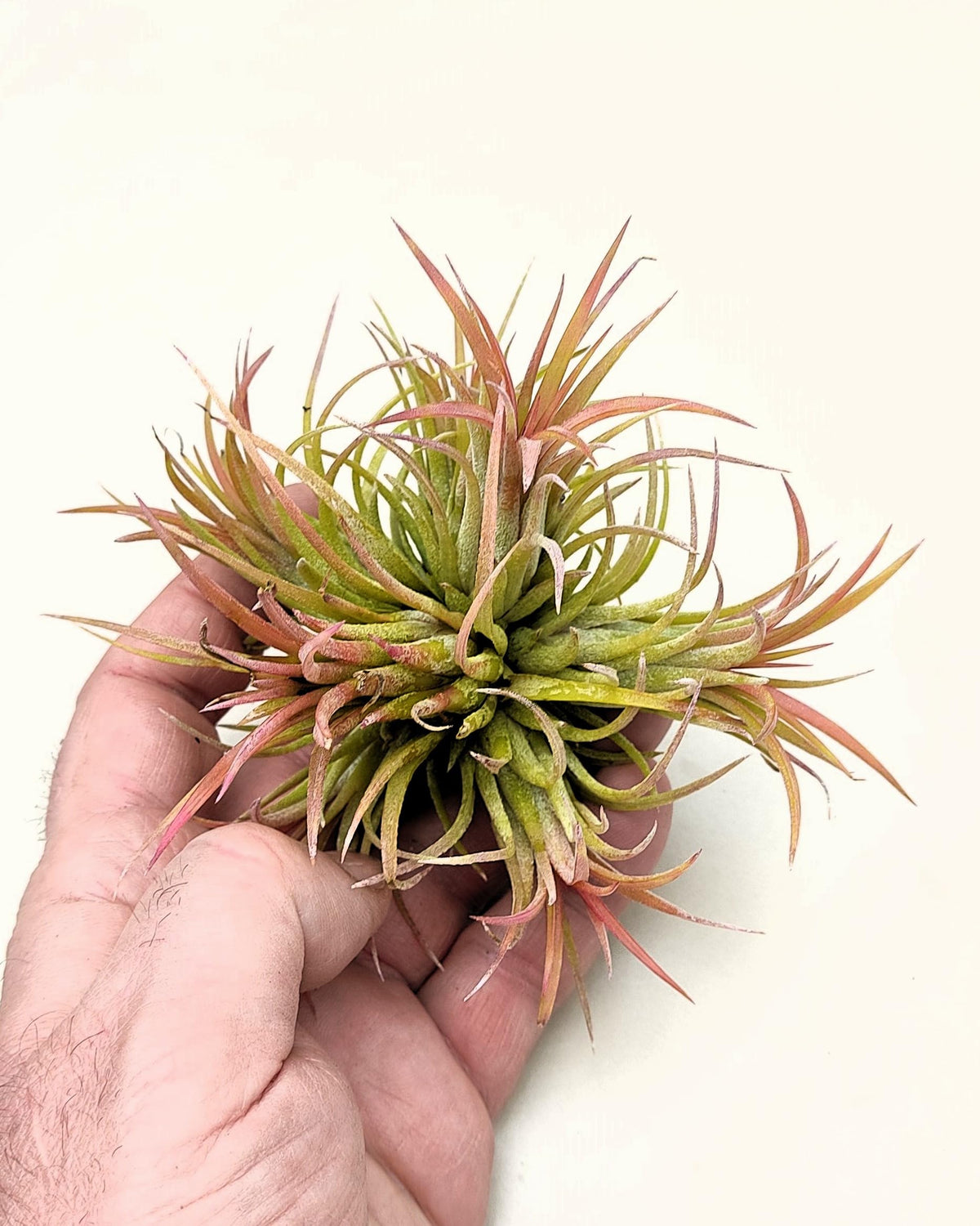 Tillandsia ionantha rubra "clump"; planta del aire, mata de plantas; Curiosarium; altura 10 cm, diámetro 15-18 cm_0