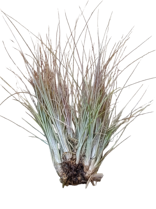 Tillandsia Chaetophylla Planta Natural Clavel Del Aire_0