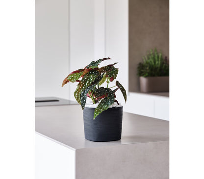Teraplast Macetero De Plástico Reciclado Cuadrado Capri Negro 19cm_1